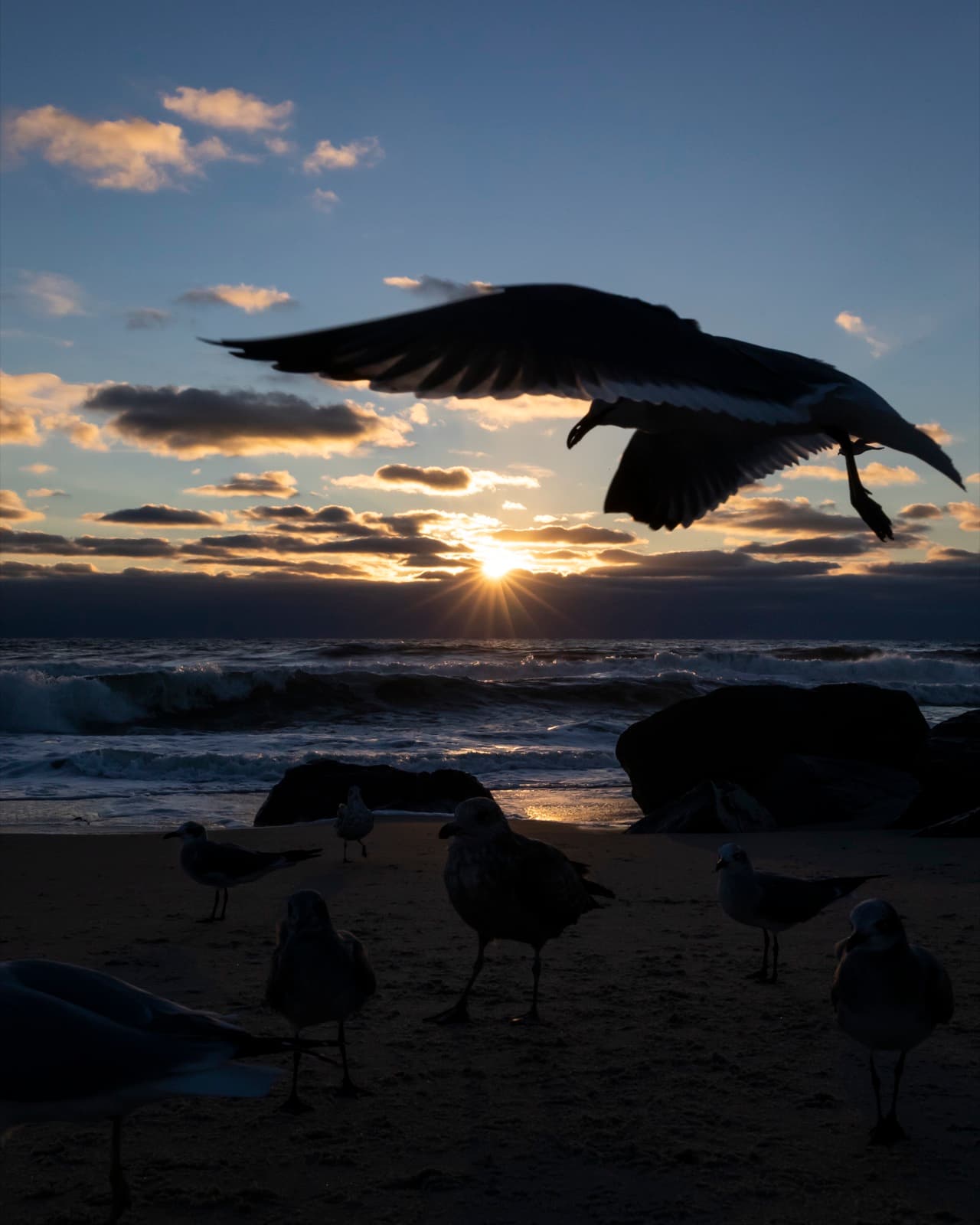 Images — New Jersey, Serene: Gulls at Daybreak