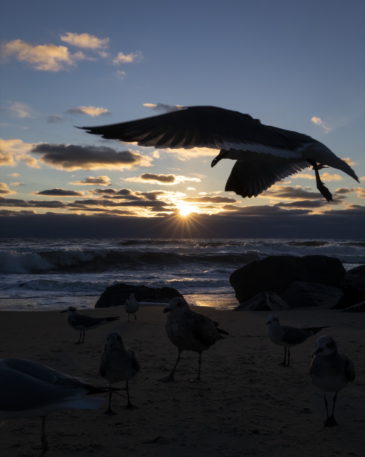 Images — New Jersey: Gulls at Daybreak